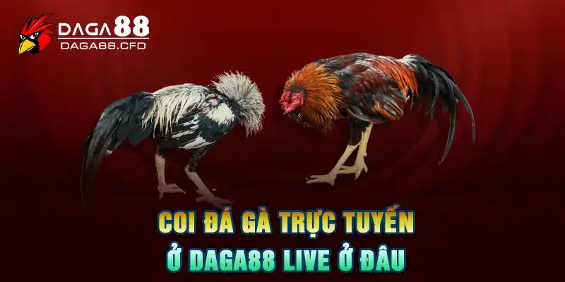 Coi đá gà trực tuyến ở DAGA88 live ở đâu