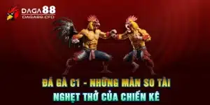 Đá gà C1 - Những Màn So Tài Nghẹt Thở Của Chiến Kê