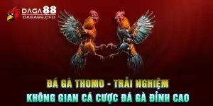 Đá Gà Thomo - Trải Nghiệm Không Gian Cá Cược Đá Gà Đỉnh Cao