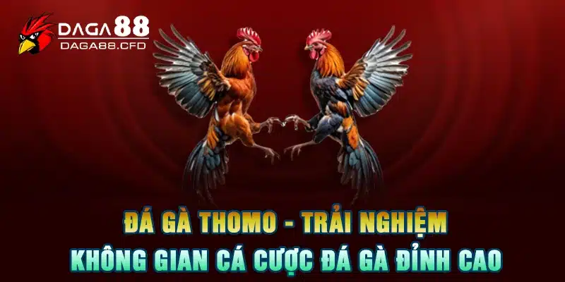 Đá Gà Thomo - Trải Nghiệm Không Gian Cá Cược Đá Gà Đỉnh Cao