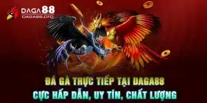 Đá Gà Trực Tiếp Tại DAGA88 Cực Hấp Dẫn, Uy Tín, Chất Lượng