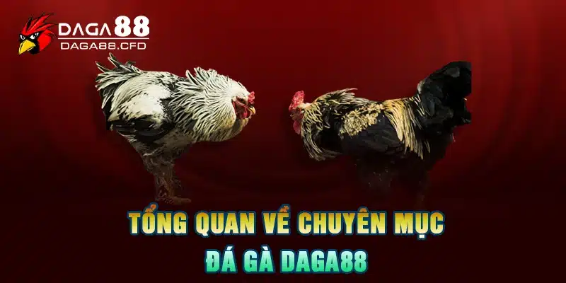 Tổng quan về chuyên mục đá gà DAGA88